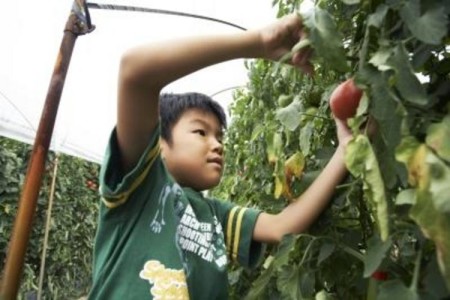 grow-tomato-plants-kids-800x800