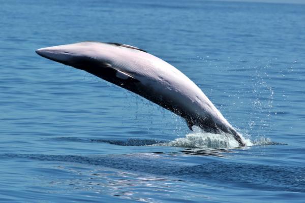 Japan's Minke Whale