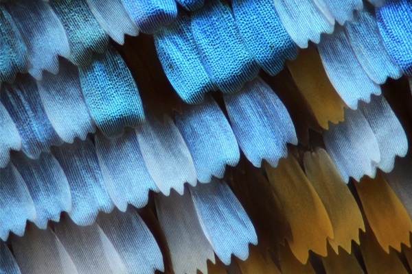 Biomimicry butterlfy scales