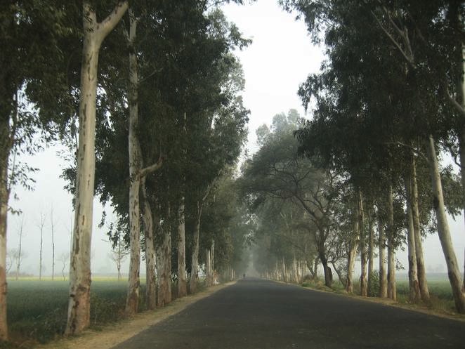 India plantng 2 Billion Trees