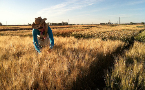 Wheat researcher in the field. 