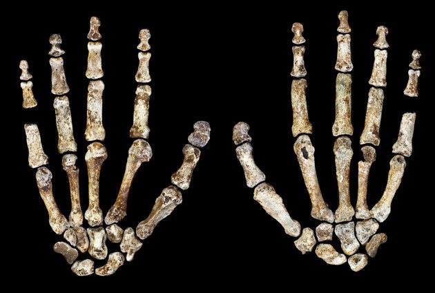 Bones from the Homo Naledi discovered in the Rising Star cave in South Africa