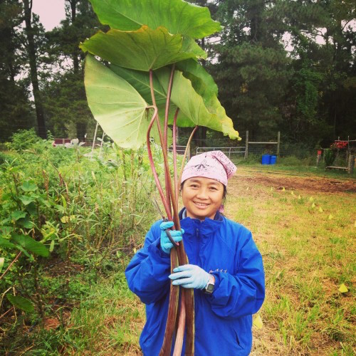 Transplanting Traditions Farms