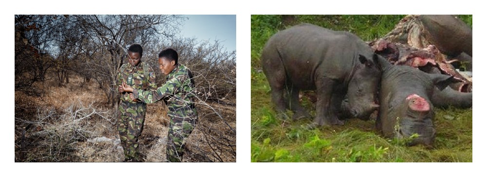 black-mamba-group-rhino-women-of-green