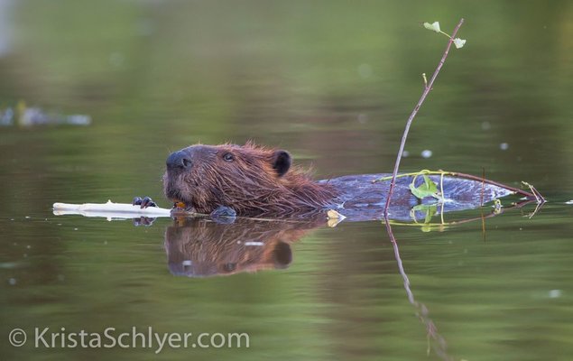 anacostia_beaver_making_come_back_women_of_green