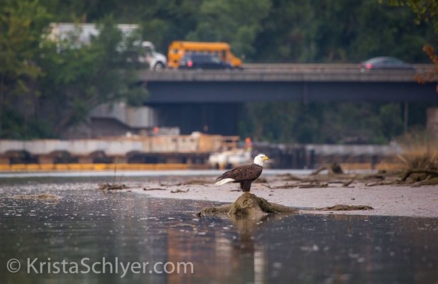 anacostia_river_restore_eagle_women_of_green