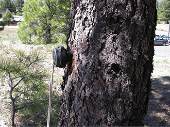 Sound playback into tree-women_of_green