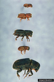 various bark beetles-women_of_green