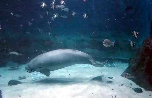 dugongs_marine life_women of green